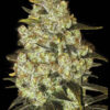 Green Candy Feminized