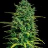 Tropical Coconut Feminized