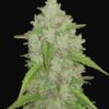 Amnesia Haze Feminized