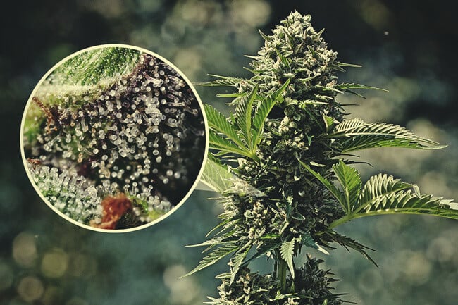 Understanding The Significance and Function of Trichomes