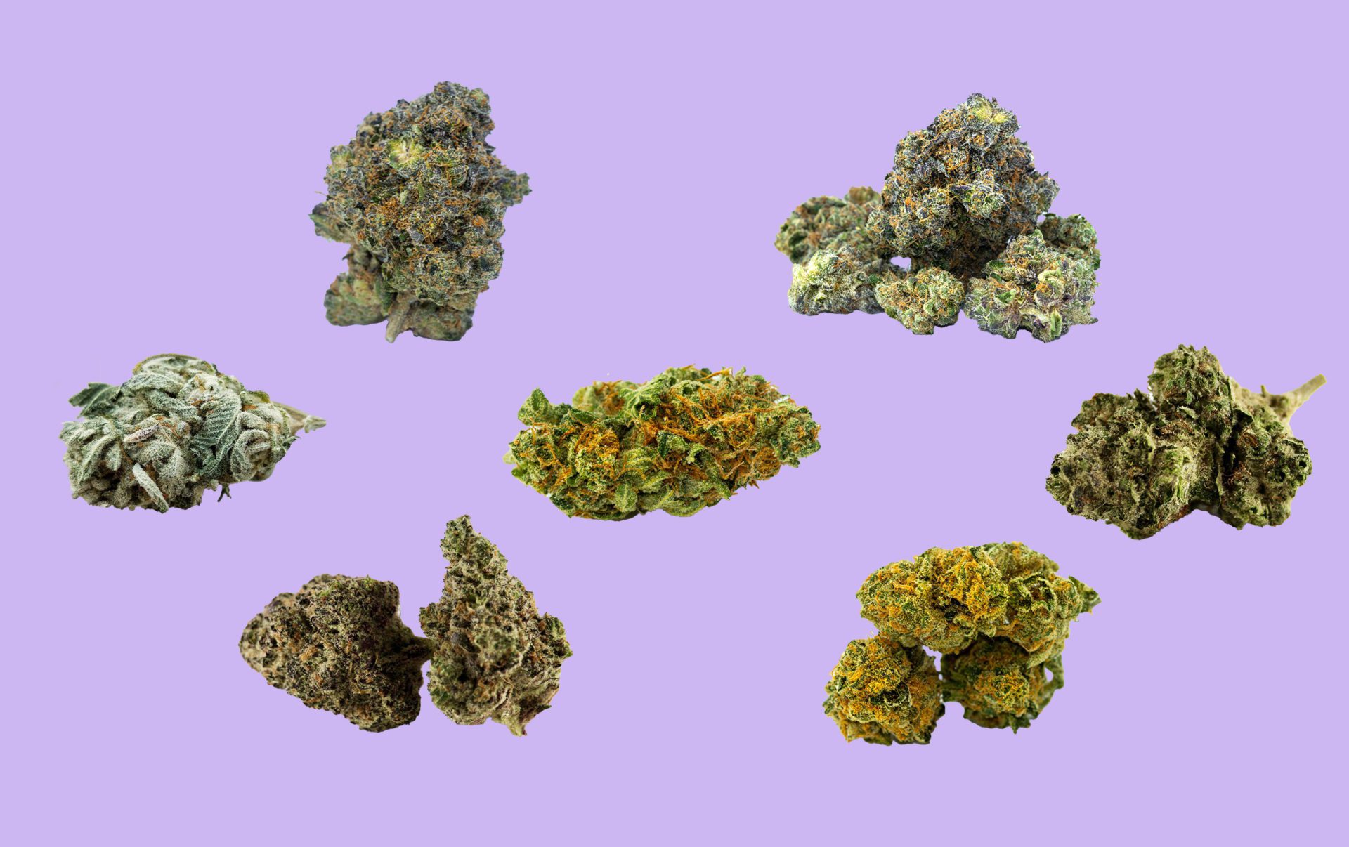 Finding the right strain
