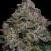 Auto Blue Dream Feminized