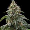 Girl Scout Cookies Feminized